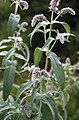 Mentha longifolia 2.jpg
