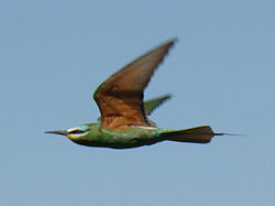 Merops persicus; 
 Baikonur 009. jpg