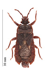 Mezirinae Subfamily of true bugs