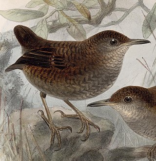 <span class="mw-page-title-main">Northern nightingale-wren</span> Species of bird