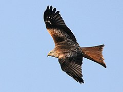 Le milan royal (milvus milvus) en plein vol. Ce superbe oiseau nidifie notamment dans les arbres de la ZNIEFF des étangs de Bairon.