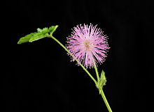 Mimosa pudica - Wikipedia, la enciclopedia libre