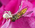   Vs Misumena vatia