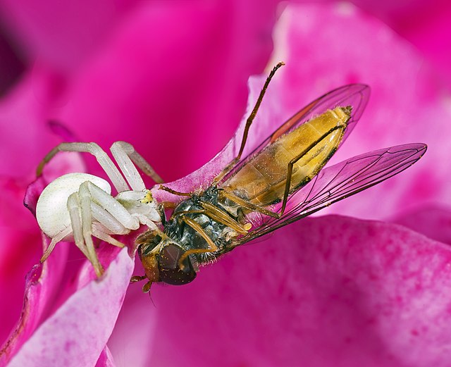 Самка цветочного паука (Misumena vatia), поймавшая муху Episyrphus balteatus