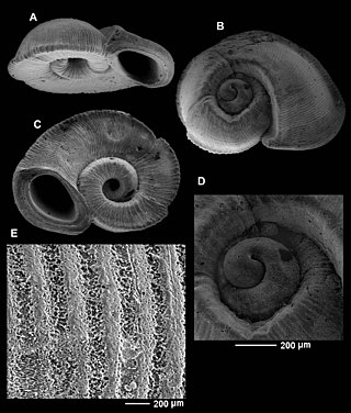 <i>Moerchia</i> Genus of gastropods