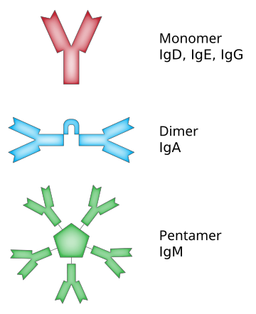 Immunoglobuline A