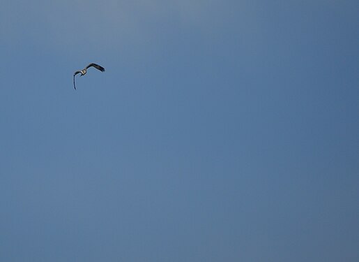 osprey in flight over Mono Lake