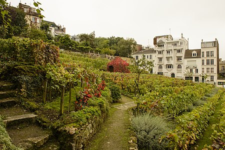 Montmartre vineyard 2012 10 09 n1