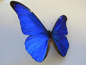 Morpho rhetenor, male with absent abdomen.