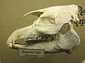 Cráneo en el museo de osteología de Oklahoma City.