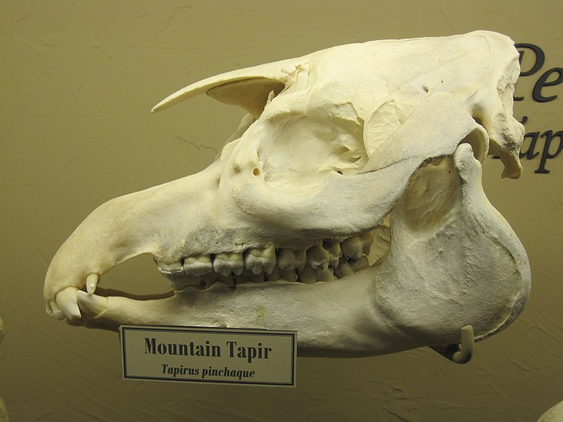 File:Mountain Tapir Skull.jpg