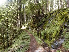 Temperate rain forests on the west side of the mountain.