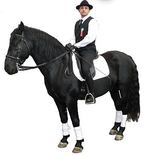 Murgese Breed of horse