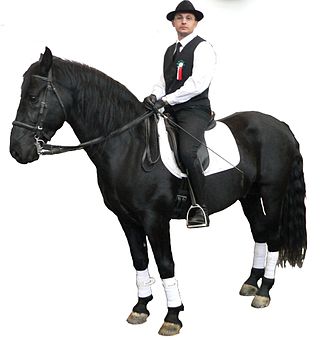 <span class="mw-page-title-main">Murgese</span> Breed of horse