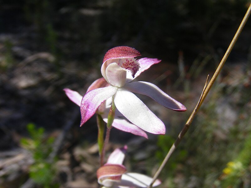 File:Musky Caladenia.JPG