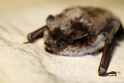 Ночница. Ночница Прудовая * Myotis dasycneme. Летучая мышь Прудовая ночница. Обыкновенная ночница. Вечерница Прудовая.