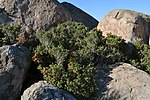 Miniatura para Myrcianthes coquimbensis