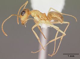 Myrmecocystus pyramicus