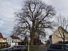 ND 2 elms at Nufringen train station.jpg