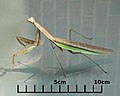 An adult Chinese Mantis walking on glass (Greenbelt, Maryland)