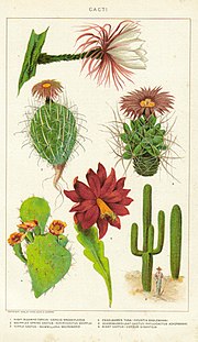 Gambar mini seharga Kaktus