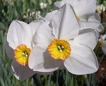 Hope narcissus. Нарцисс Actaea. Нарциссы сорт Актея. Нарцисс поэтический Актея. Нарциссы сорт Actaea.