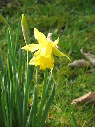 <i>Narcissus hispanicus</i> Species of daffodil