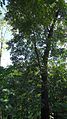 Narra tree (Pterocarpus indicus).jpg