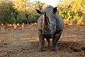 Nashorn fotografiert im Krüger Nationalpark