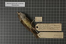 Naturalis Biodiversity Center - RMNH.AVES.135029 2 - Microeca griseoceps occidentalis Rothschild & Hartert, 1903 - Eopsaltriidae - bird skin specimen.jpeg