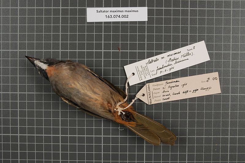 File:Naturalis Biodiversity Center - RMNH.AVES.37813 2 - Saltator maximus maximus (P.L.S. Muller, 1776) - Emberizidae - bird skin specimen.jpeg