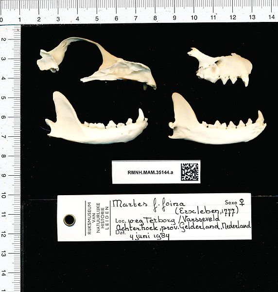 File:Naturalis Biodiversity Center - RMNH.MAM.35144.a gen - Martes foina foina - skull.jpeg