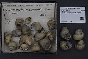 Naturalis Biodiversity Center - RMNH.MOL.156745 - Bellamya unicolor (Olivier, 1804) - Viviparidae - Mollusc shell.jpeg