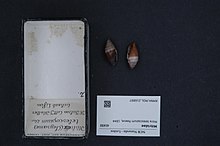 Naturalis Biodiversity Center - RMNH.MOL.216897 - Mitra telescopium Reeve, 1844 - Mitridae - Mollusc shell.jpeg