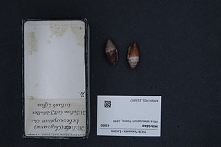 <i>Strigatella telescopium</i> Species of gastropod