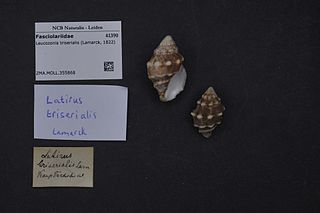 <i>Leucozonia triserialis</i> Species of gastropod