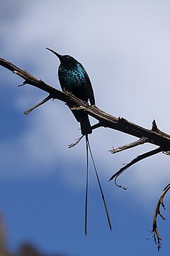 Nectarinia johnstoni mtkenya 5.jpg