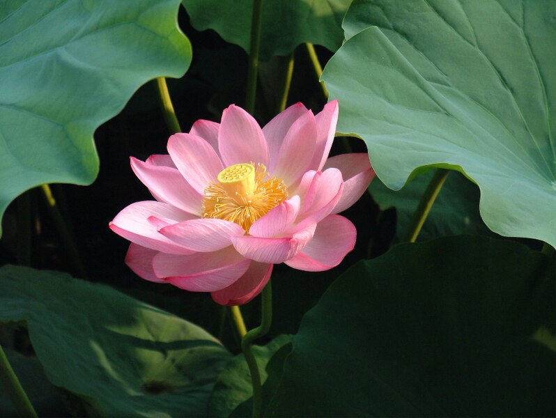 Nelumbo nucifera — Wikipédia