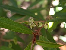 Nematolepis squamea: showing star-like fruit capsules and characteristic scaly leaves and stems. Nematolepis squamea fruiting.jpg