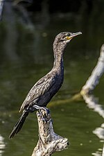 Thumbnail for Neotropic cormorant