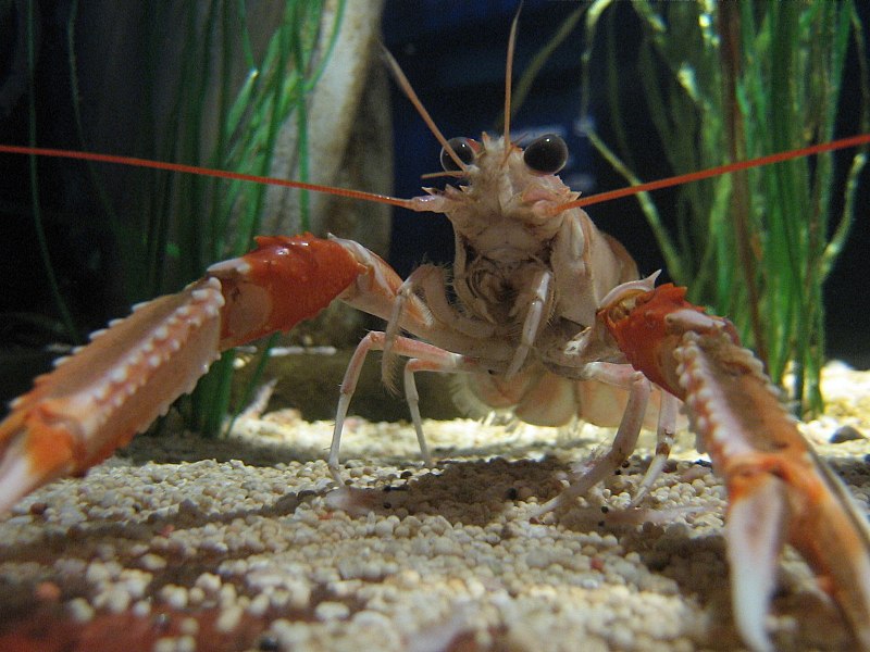 File:Nephrops norvegicus2.JPG