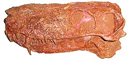 Рештки черепа Nochnitsa geminidens (голотип)