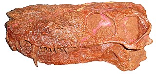 <i>Nochnitsa</i> genus of mammals (fossil)