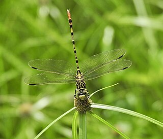 <i>Antipodogomphus neophytus</i> Species of dragonfly