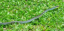 Photo showing distinctive black stripe through eye Northern Tree Snake D. calligastra.jpg