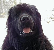 Cane Terranova nella neve in un bosco