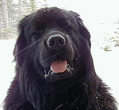 Newfoundlands are well known for their even temperament and stoic nature Novofundlandec.jpg