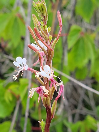 <i>Oenothera simulans</i> Species of plant