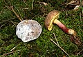 * Nomination: Boletus chrysenteron --Holleday 17:41, 2 August 2011 (UTC) * * Review needed