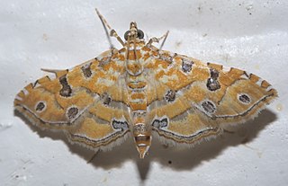 <i>Ommatospila narcaeusalis</i> Species of moth